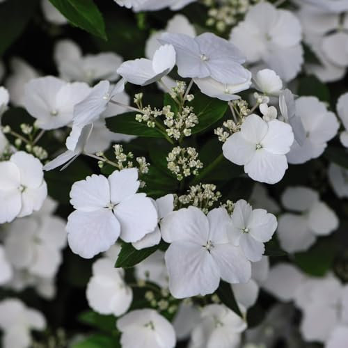 Hydrangea Runaway Bride 'Snow White' Award-Winning Floriferous Hydrangea with Unique Lateral Blooming 1X or 2X 3.6 Litre Pot by Thompson and Morgan
