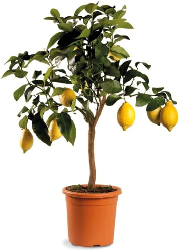 Albero limone Sicily MADE IN ITALY. Profumo altissimo livello qualità unica