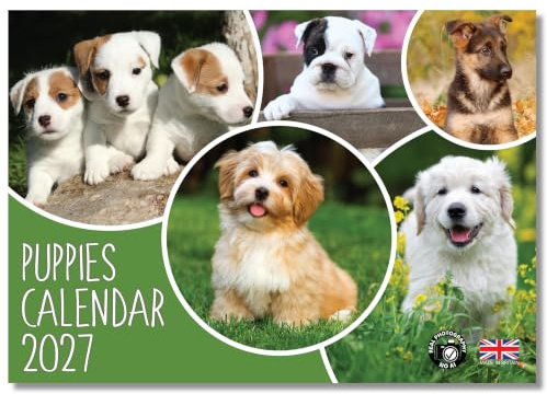 2026 A4 Welpenkalender Monatsansicht A3 geöffnet Hunde Wandkalender von Absolutely Yours.