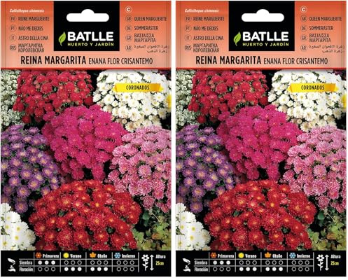 Semillas Batlle Reina Marg. ENANO flor crisantemo (Paquete de 2)