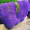 Luojuny Semi di timo, 400 Pz/borsa Semi di timo strisciante Semi di bonsai perenni ad alto rendimento facili da coltivare per prato Viola chiaro