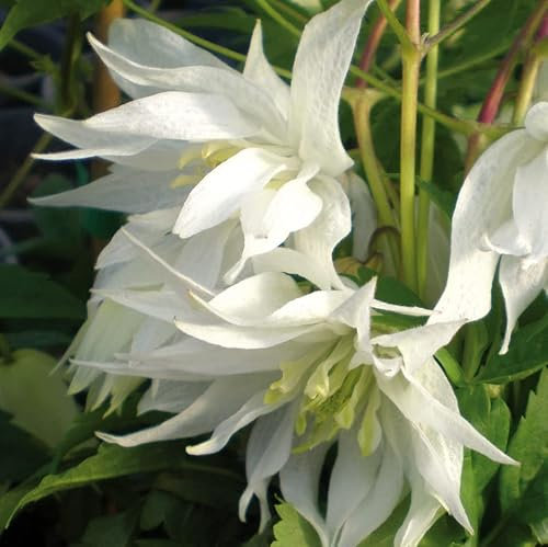 Clematis Albina Plena botanisch 1L Pflanze für Anfänger und professionelle Gärtner - Ideal für Kleingarten, Garten - Schöne Pflanze mit ungewöhnlichen Blüten - Genießen Sie jeden Tag ihre Farben