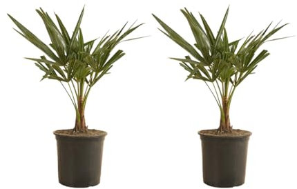 Bloomique – Lot de 2 – Trachycarpus Fortunei – Palmier chanvre – Plantes de jardin – Rustique – 50-70 cm de haut – Pot 19 cm