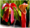 (5) Red Pitcher Plant Sarracenia rubra gulfensis Samen, Kuchen und Pitcher Plant SEED