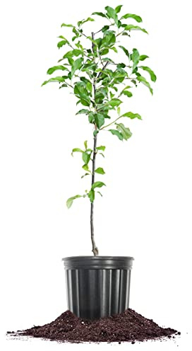 Perfect Plants Gala Apple Tree 1 Gallon | Live Fruit Trees for Outdoor Planting | Fresh Apples for Eating, Canning, & Dehydrating | Sweet & Tasty Fruits Ripen in Fall