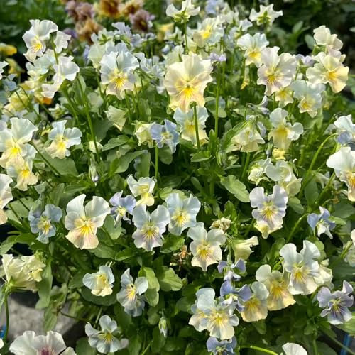 semillas de pensamiento - flores de primavera, plantas resistentes para el jardín plantas jardín decoración floral semillas jardín flores pradera interior silvestres pensamientos 200pcs