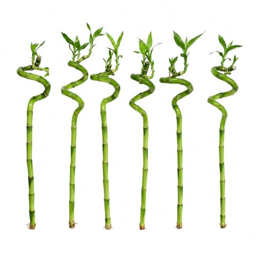 Vdvelde․com - Glücksbambus 6er Set, Lucky Bamboo Dracaena sanderiana | Pflegeleichte Zimmerpflanze für Hydrokultur, Feng Shui Deko fürs Büro, Stängel Ø ca. 2 cm, ohne Erde