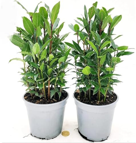 POWERS TO FLOWERS - ALLORO DA CUCINA BIO, VASO 14 CM, 2 PIANTE, IDEALE ANCHE PER TISANE, piante vere