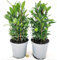 POWERS TO FLOWERS - ALLORO DA CUCINA BIO, VASO 14 CM, 2 PIANTE, IDEALE ANCHE PER TISANE, piante vere