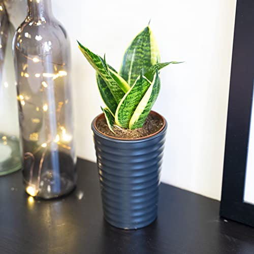 Easy Plants 1 maison serpent facile d'entretien pour belle-mère dans un pot d'arrosage automatique avec dessus blanc