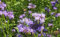 Gründüngung Phacelia Samen 40g Reicht für 10m² Bienenweide Gründünger Stickstoffbildend Bodendecker Einjährig Blumensamen AlexLand