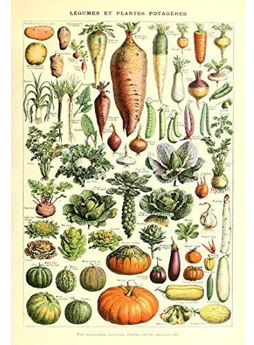 Meishe Art Vintage Poster Print Art Kitchen Vegetable Identification Reference Chart Botanical Science Plant Carrot Pumpkin Potato Home Wall Decor (53cm x 80cm)
