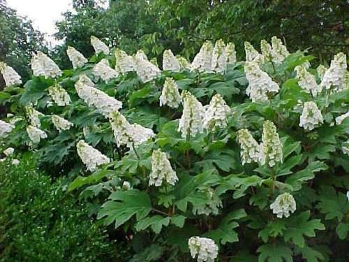Oakleaf Ortensia, Hydrangea quercifolia, 150 semi (Fast, Appariscente, Fall Color)