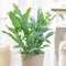 1 PIANTA DI PHLEBODIUM AUREUM BLUE STAR FELCE PIEDE DI CONIGLIO VASO 12CM DA INTERNO
