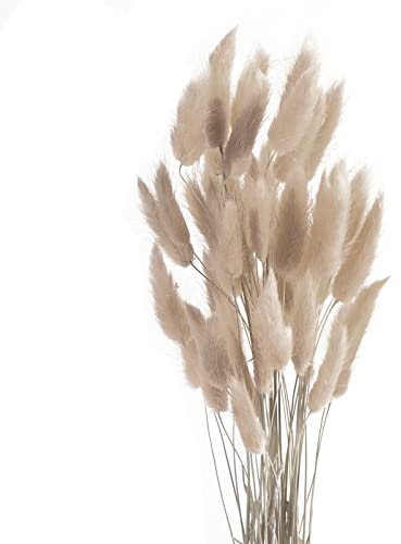 ROOBZE pampasgras Kaninchenschwanz Gras schmücken 50 Stücke natürlich Getrocknete Blumensträuße,Deko Trockenblumen Trockenblumenstrauß für Schlafzimmer Indoor Hochzeit Home Decoration (Grauer Kaffee)