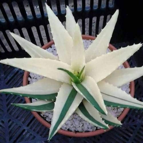 importato bianco pianta di aloe vera Seed