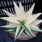 importato bianco pianta di aloe vera Seed