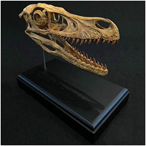 LBYLYH Dinosaurierschädel - Realistische Schädel Velociraptor Harz Statue - Hand Dinosaurier Statue Modell Handwerk - Tierforschungsinstitut, Wissenschaftler
