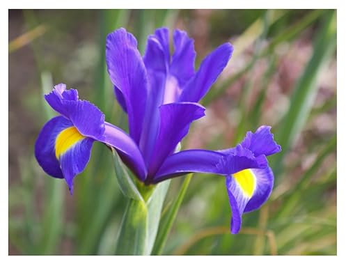 10 Dutch Iris Blue Magic Early Spring Flowering Bulbs Iris Hollandica Perfect for Beds Borders Containers Bee Friendly Cut Flowers Garden Hardy Perennials