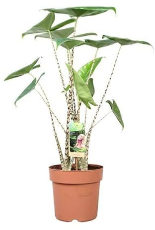 Alocasia Zebrina - Pianta da appartamento - Ø 21 cm - 80 cm