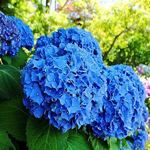 XHLKD-Y, 100 Piezas Semillas De Flores De Hortensia Azul Arbusto Esférico Perenne Para la Plantación De Jardín En Casa Fácil De Cuidar Paisaje De Jardinería único