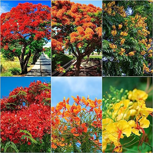 50 Stücke Flammenbaums Samen, Flammenbaum Pflanze Garten Geschenke, Topfpflanzen Draußen Winterhart (Spathodea Campanulata) Bäume Garten Winterhart, Zimmerpflanze Exotische Samen,