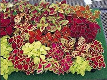 VISA STORE Coleus Fairway Mix 50 Graines Lune Gardens Simplement Grown Magnifiquement