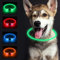 SONNIG LED Hundehalsband Leuchtend, Leuchthalsband Hund Aufladbar und Verstellbares mit 3 Lichtmodi, Sicher für Kleine, Mittlere und Große Hunde bei Nacht, Grün
