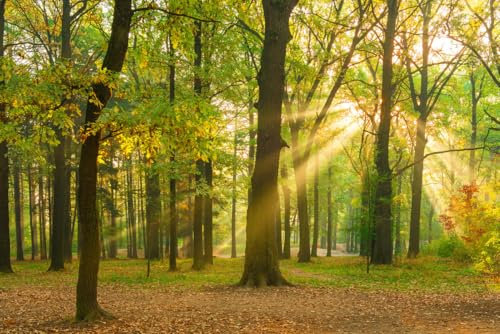 A.S. Création Papier peint Woodland 3,75 m x 2,50 m - WALLLOVE Papier peint Forêt d'automne en vert, marron colle incluse - DD129566