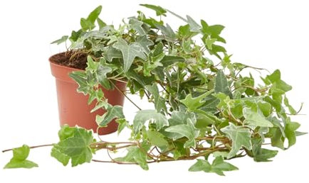 Verdecora Hiedra de Exterior Maceta Ø13 cm | Hedera Helix | Planta Natural Trepadora y Colgante | Surtido de Variedades Verdes y Variegadas para Jardines, Vallas o Macetas | 1 Unidad