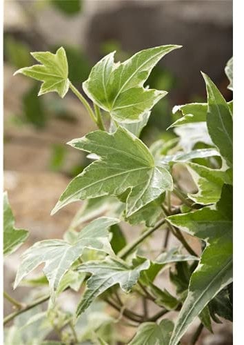 Efeu 'White Ripple' - Hedera helix, winterhart, grün-weißes Laub, in Gärtnerqualität von Blumen Eber - 12 cm