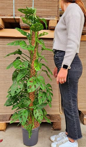 POWERS TO FLOWERS - MONSTERA OBLIQUA MONKEY ALTEZZA 140CM VASO 22CM, PHYLODENDRON, pianta vera