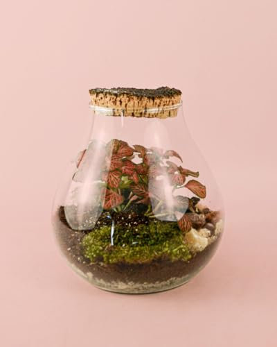 Valley Terrario Fittonias | Terrario Plantas Cristal | Pur Plant