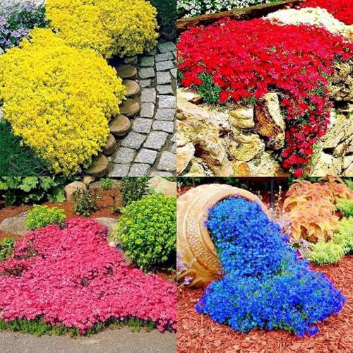 Semi Di Aubrieta Crescione, Seme Aubretia fiori Perenni per Giardino Roccioso, Multicolore, Resistenti al Freddo, 300 Semi, Aubrieta seeds