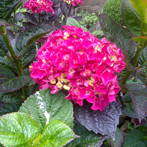Bauernhortensie, Ballhortensie 'Merveille Sanguine' - Hydrangea Macrophylla 'Merveille Sanguinea' - 25-30 cm Topf - Rote Blüten und ballförmige Köpfe