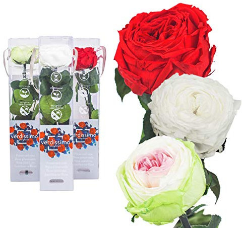 3x Echte Rose konserviert 27 cm Bunter Mix preserved, ewige Rose gefriergetrocknet mit Stiel und Blättern - lange haltbare Schnittblumen in Geschenkbox, beste Deko