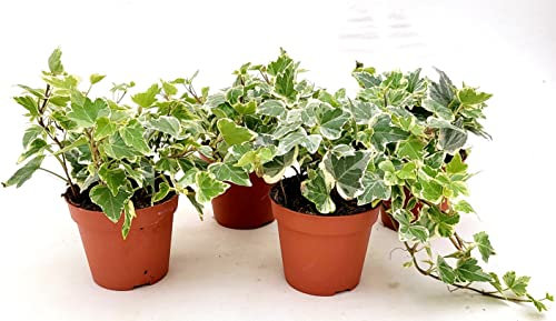 POWERS TO FLOWERS - EDERA VASO 9 VARIEGATA BIANCA, 4 PIANTE, VASO 9CM DIAMETRO, piante vere