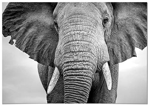 Panorama Poster Elefant 50x35 cm - Gedruckt auf 250g-Papier - Tiere Wanbilder - Papierplakat Wohnzimmer