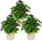 Vanilleblume - Heliotropium - 11cm - Set mit 3 Pflanzen