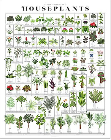 Pop Chart,The Horticultural Chart of Houseplants,16x20 Art Poster,Botanical Reference Print of Over 100 Potted Plants,Cottagecore Wall Decor for Living Room, and Dining Room,100% Made in the USA