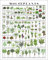 Pop Chart,The Horticultural Chart of Houseplants,16x20 Art Poster,Botanical Reference Print of Over 100 Potted Plants,Cottagecore Wall Decor for Living Room, and Dining Room,100% Made in the USA