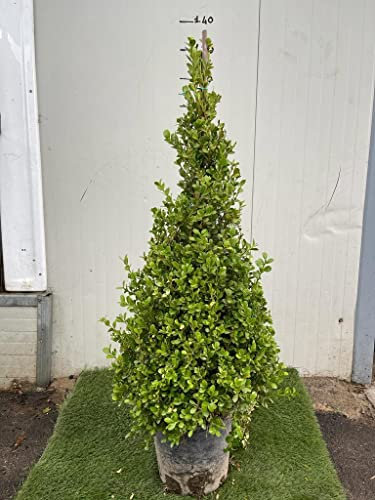 Buxus Sempervirens Arborescens - piramide - (bosso) Pianta h 110 cm Foto Reali