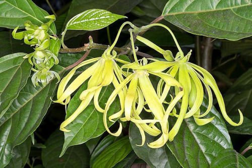 Cananga odorata | Ylang Ylang | 10_Seeds