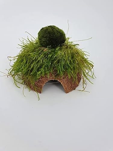 Kokosnuss Höhle m. großer Mooskugel +Moos Wasserpflanzen ca 10-12 cm Deko