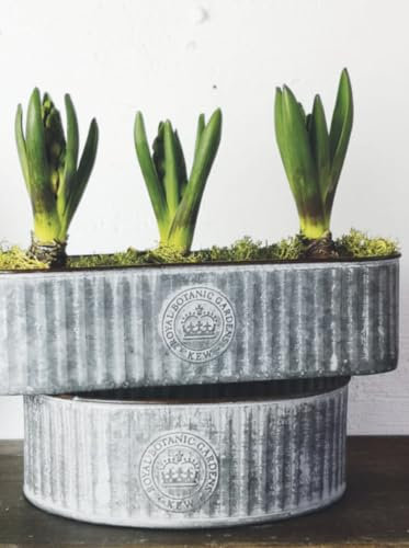 Generic Kew Long Ribbed Zinc Planter, 1x Tray, Rectangular, Grey, 25 x 8 x 7cm, Both Indoor/Outdoor, Garden, Rustic, Ribbed Design