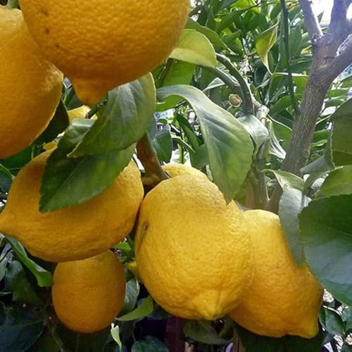 Semi rari Ponderosa Limone La varietà di limone più grande del mondo 5 semi freschi