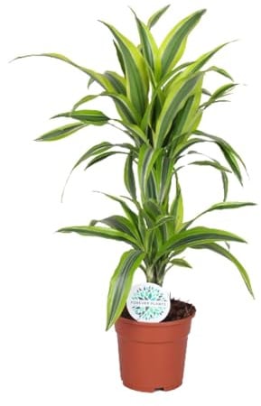 Dracaena Lemon Lime - 55-65cm - Ø17cm - Pianta d'appartamento - Sempreverde