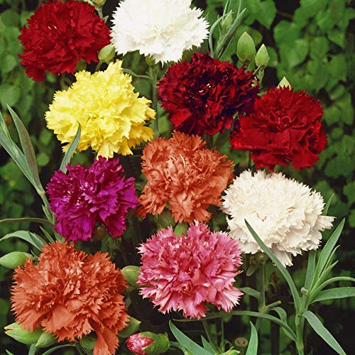 Garofano Chabaud Giganti colori misti 100 semi minimo giardino fiore pianta
