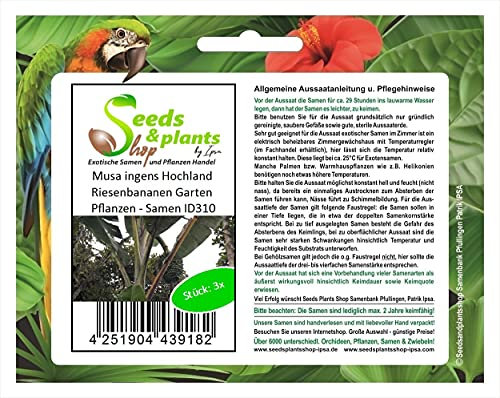 Stk - 3x Musa ingens Hochland Riesenbananen Garten Pflanzen - Samen ID310 - Seeds & Plants Shop by Ipsa