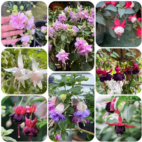 Fuchsien samen sommerblumen samen bienen wiese balkonpflanzen winterhart wildblumensamen bonsai - Seltene pflanzen serie - hochbeet balkon Fuchsiensamen wildblumenwiese saatgut 350pcs